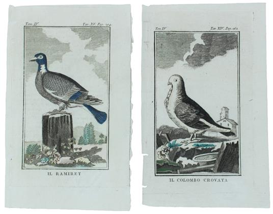 COLOMBI : 2 Tavole originali acquerellate tratte dalla STORIA NATURALE - Georges-Louis de Leclerc Buffon - copertina