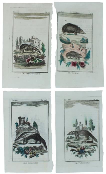 FORMICHIERI E SIMILI : 4 Tavole originali acquerellate tratte dalla STORIA NATURALE - Georges-Louis de Leclerc Buffon - copertina