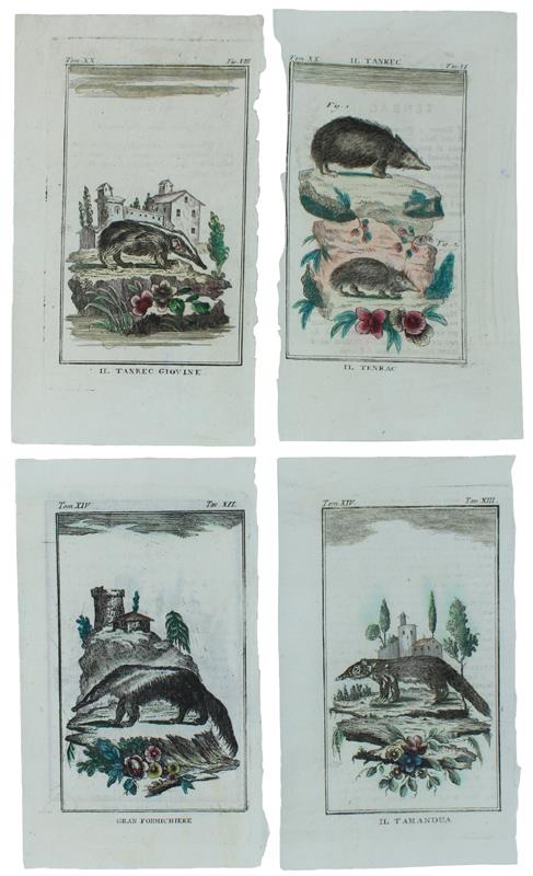 FORMICHIERI E SIMILI : 4 Tavole originali acquerellate tratte dalla STORIA NATURALE - Georges-Louis de Leclerc Buffon - copertina