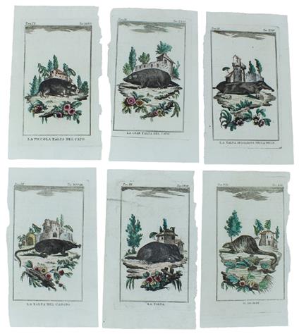 TALPE: 6 Tavole originali acquerellate tratte dalla STORIA NATURALE - Georges-Louis de Leclerc Buffon - copertina