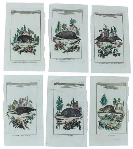 TALPE: 6 Tavole originali acquerellate tratte dalla STORIA NATURALE - Georges-Louis de Leclerc Buffon - copertina