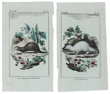 FURETTI : 2 Tavole originali acquerellate tratte dalla STORIA NATURALE - Georges-Louis de Leclerc Buffon - copertina