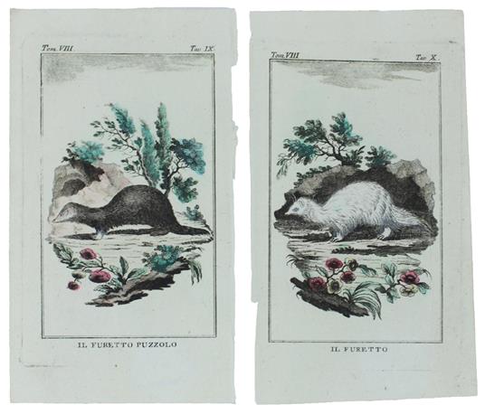 FURETTI : 2 Tavole originali acquerellate tratte dalla STORIA NATURALE - Georges-Louis de Leclerc Buffon - copertina