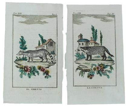 ZIBETTI : 2 Tavole originali acquerellate tratte dalla STORIA NATURALE - Georges-Louis de Leclerc Buffon - copertina