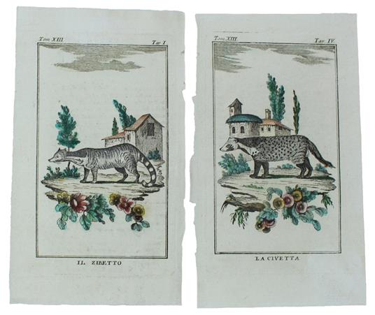 ZIBETTI : 2 Tavole originali acquerellate tratte dalla STORIA NATURALE - Georges-Louis de Leclerc Buffon - copertina
