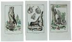 KURI o PICCOLO UNAU, LAI (bradipo): 3 tavole originali acquerellate tratte dalla STORIA NATURALE