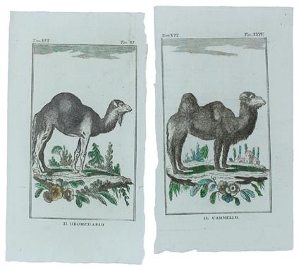 DROMEDARIO, CAMMELLO : 2 Tavole originali acquerellate tratte dalla STORIA NATURALE - Georges-Louis de Leclerc Buffon - copertina