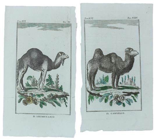DROMEDARIO, CAMMELLO : 2 Tavole originali acquerellate tratte dalla STORIA NATURALE - Georges-Louis de Leclerc Buffon - copertina