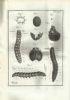Traité anatomique de la chenille, qui ronge le bois de saule, augmenté d’une explication abregée des planches, et d’une Description de l’Instrument et des Outils dont l’Auteur s’est servi - copertina