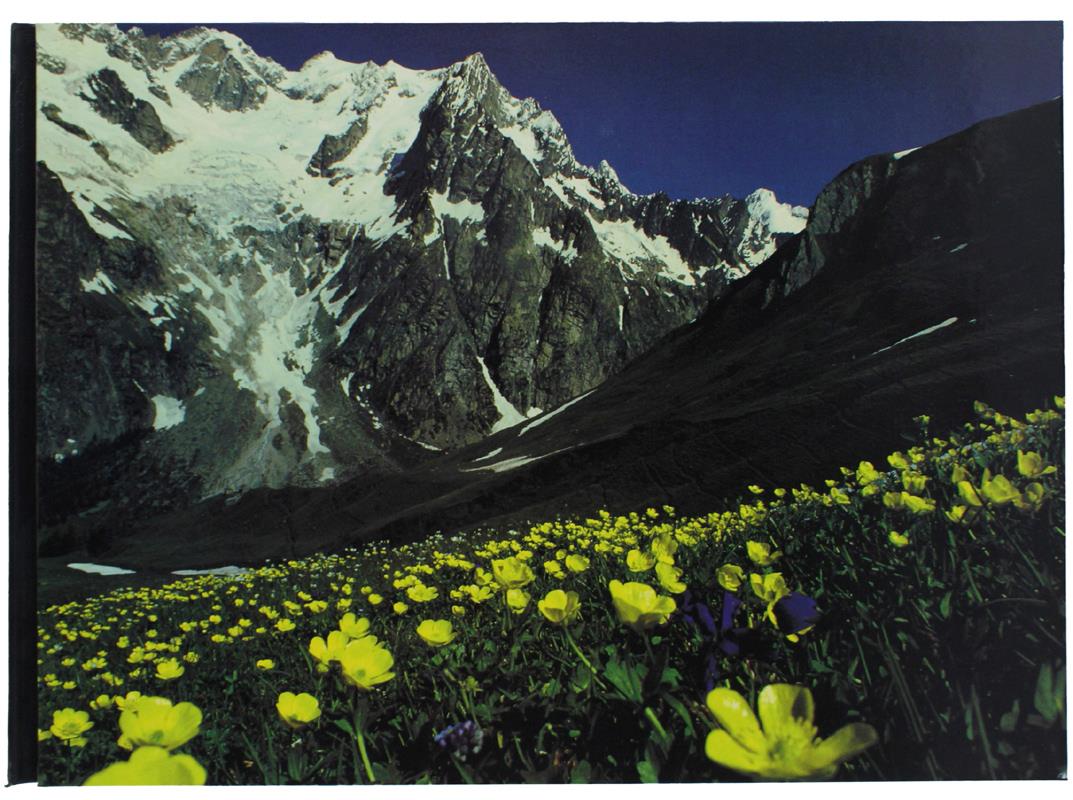 Bergoglio Libri d'Epoca Snc