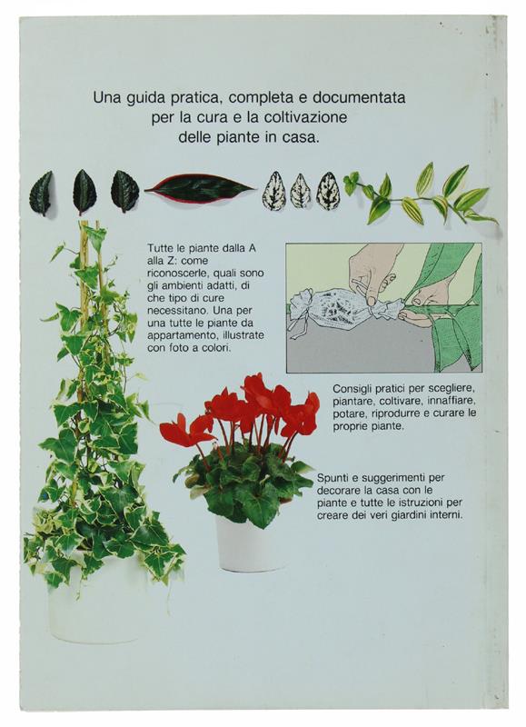 Le Piante Da Appartamento