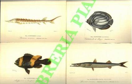 Animali (riproduzioni su cartoncino di stampe dell'800) : Pesci vari (razza, pesce spada, triglia, cwefalo, stroioine pesce ragno - copertina