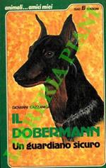 Il dobermann. Un guardiano sicuro