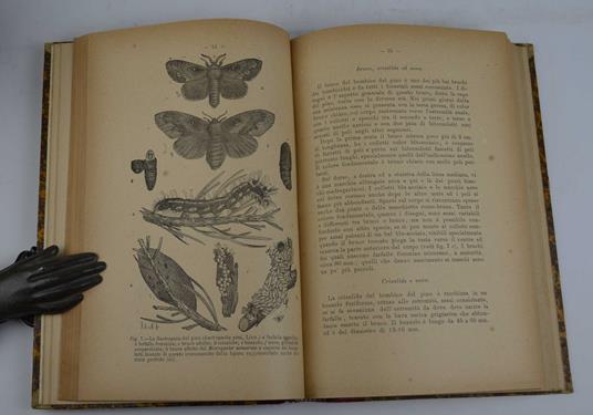 Gli insetti nocivi ai nostri orti, campi, frutteti e boschi. Loro vita, danni e modi pert prevenirli - copertina