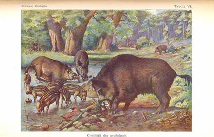 Elementi di scienze naturali - copertina