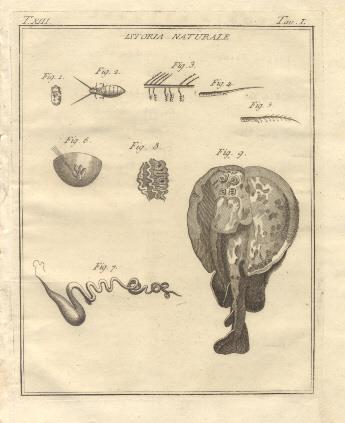 Istoria Naturale, tav. I. Tratta dal Dizionario Universale delle arti e scienze del Chambers - copertina