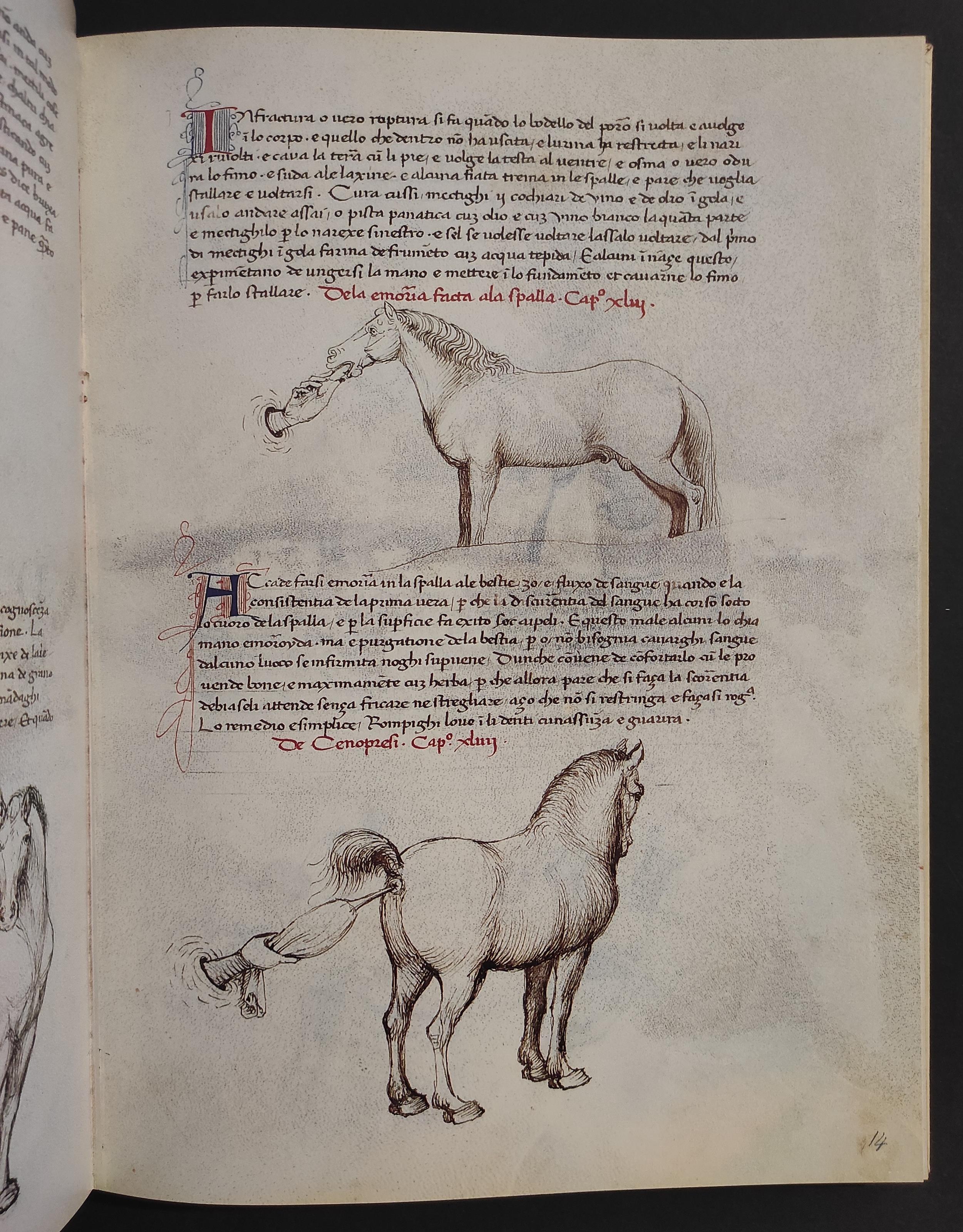 Dei Cavalli - Pratica Maestro Bonifacio Morbi Cavalli - Ed. Nardini - 1988