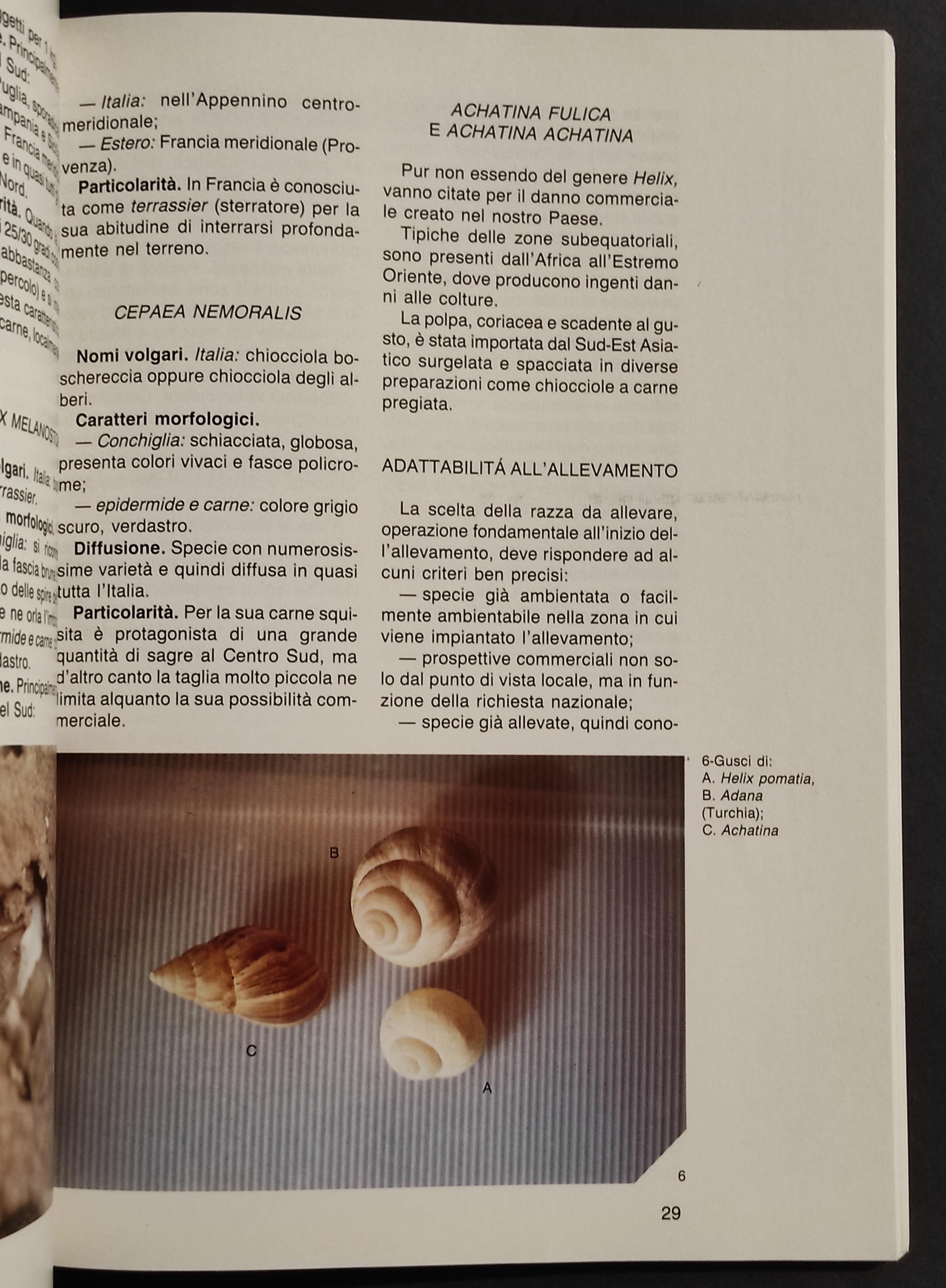 La Chiocciola d'Allevamento - N. Griglione - Ed. L'Informatore Agrario - 1990