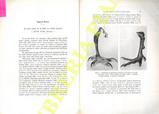 Di che cosa si nutre il Gufo reale - Bubo bubo (Linneo) - Edgardo Moltoni - copertina