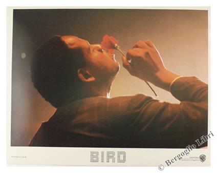 Bird - copertina