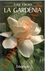 La gardenia
