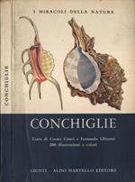 Conchiglie