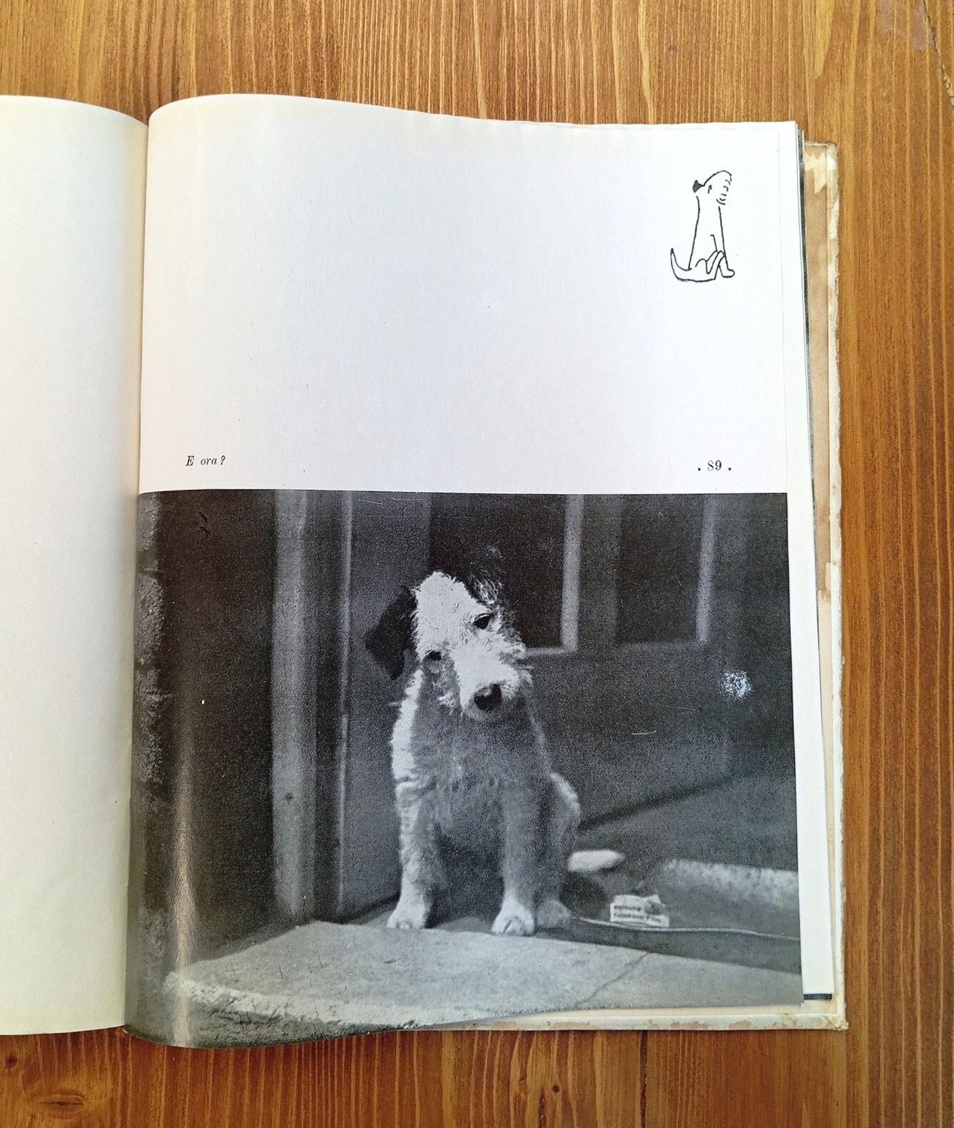 Dascenca Via D'un Cucciolo