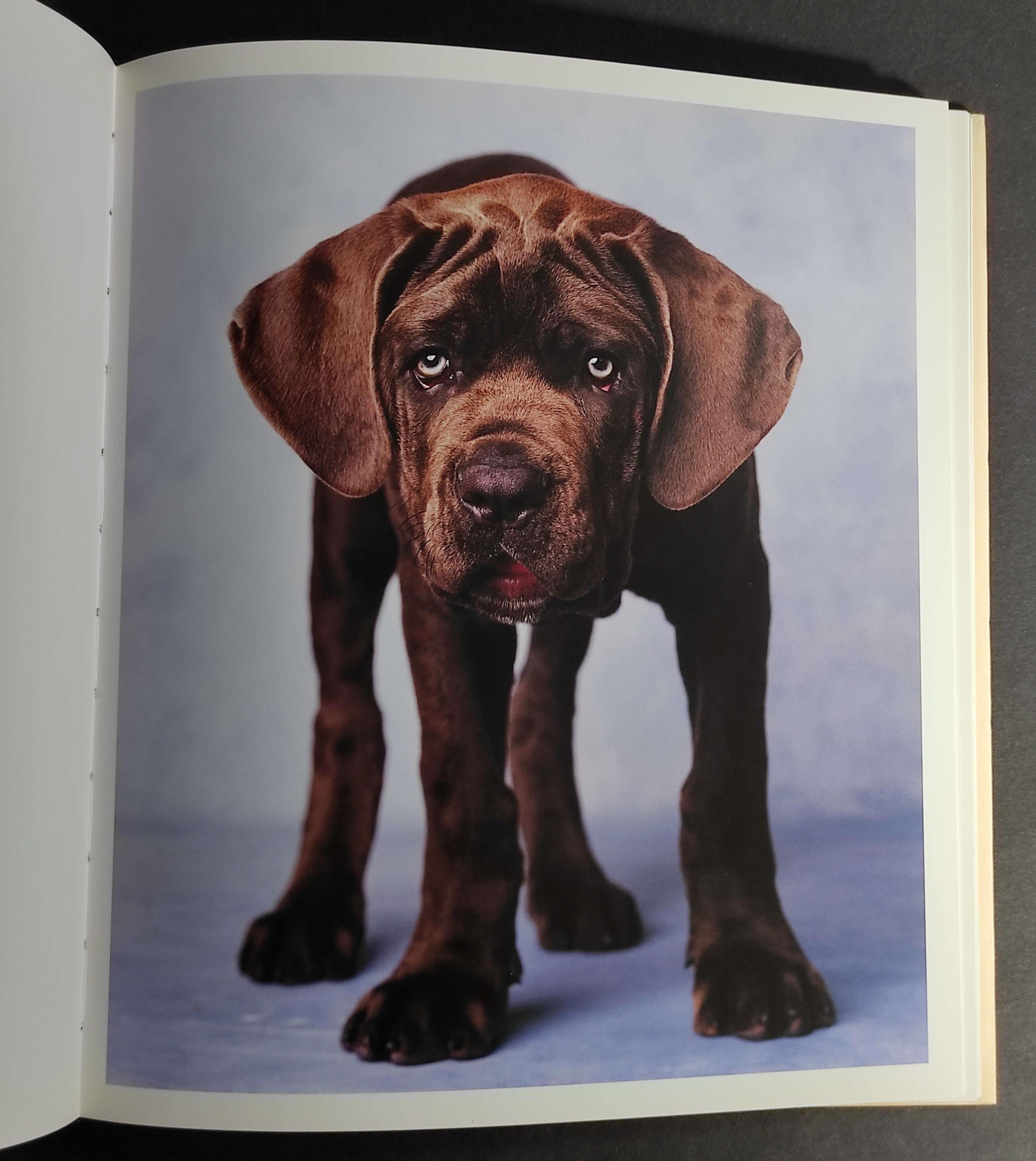 101 Tenerezze per Amore dei Cani