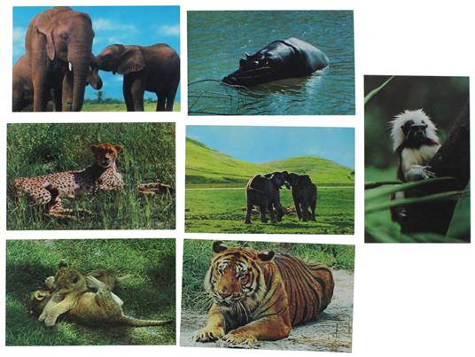 Fauna Selvatica: Lotto Di 7 Cartoline Americane Nuove - copertina