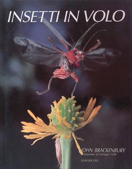 Insetti in volo - John Brackenbury - copertina