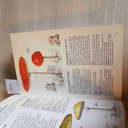 I Funghi - copertina