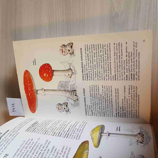 I Funghi - copertina