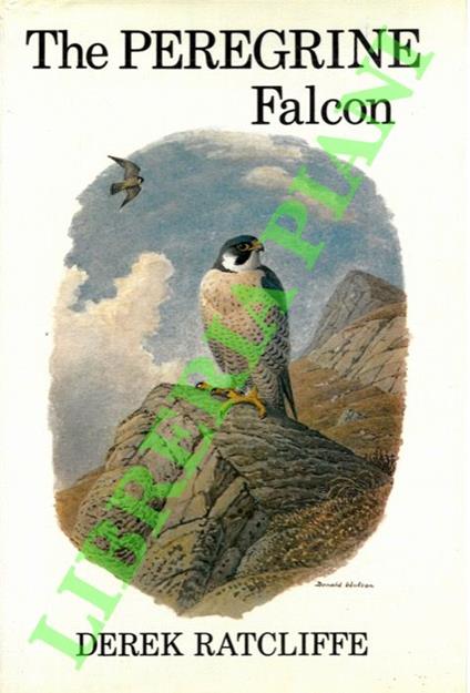 The peregrine falcon. - copertina