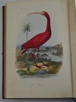 Histoire naturelle des oiseaux…