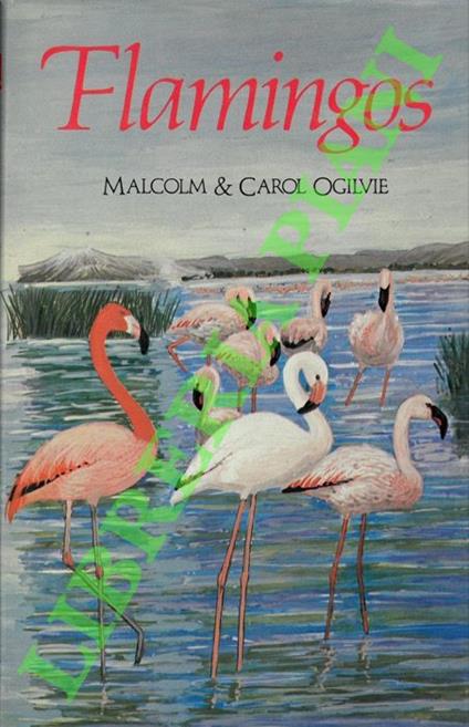 Flamingos - copertina