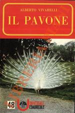 Il pavone.