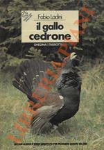 Il gallo cedrone