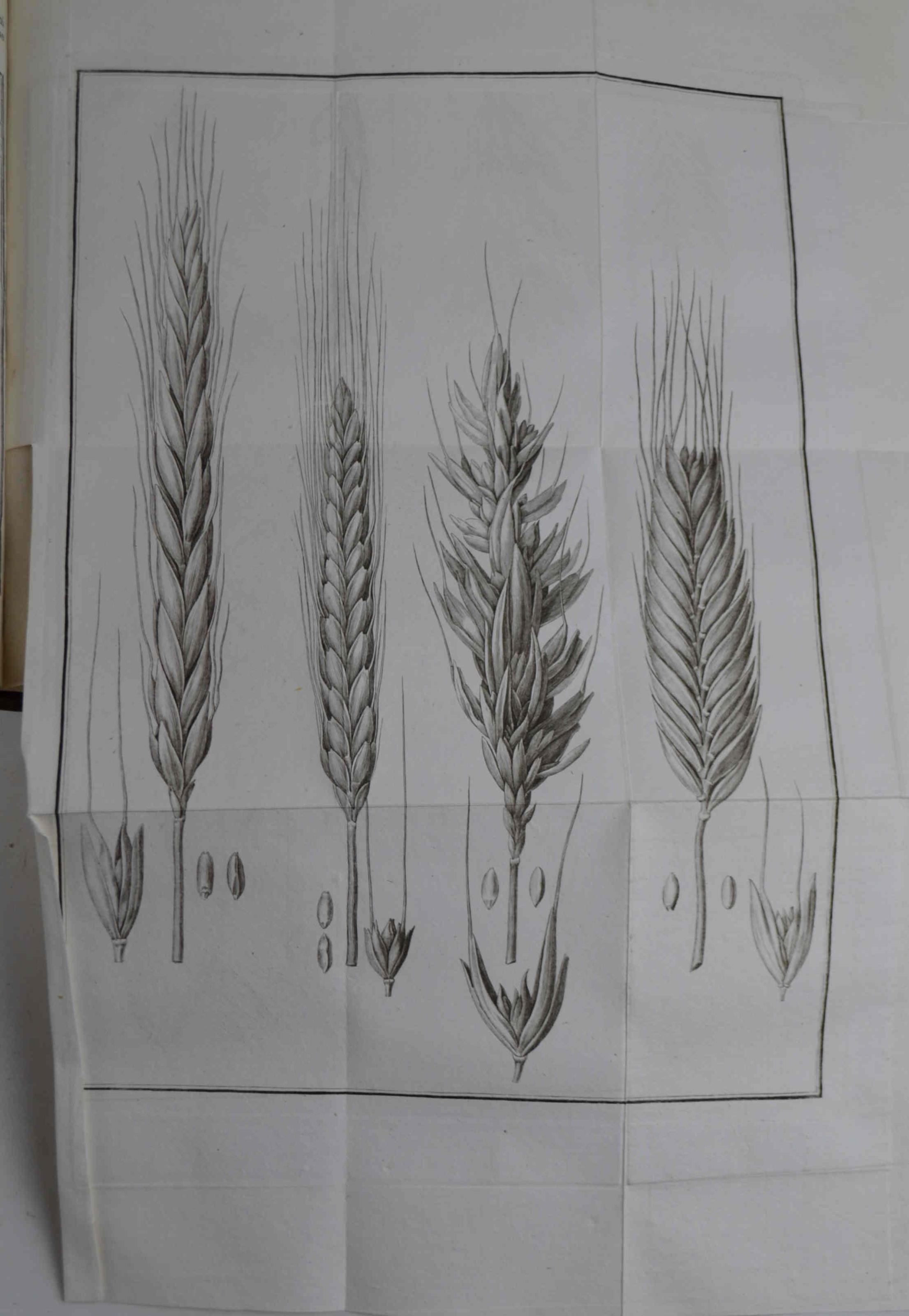 Annali dell'agricoltura del Regno d'Italia… contenenti fatti, osservazioni, e memorie sopra tutte le parti dell'economia campestre