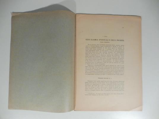 Nuovo elasmus ottenuto da un nido di polistes - copertina