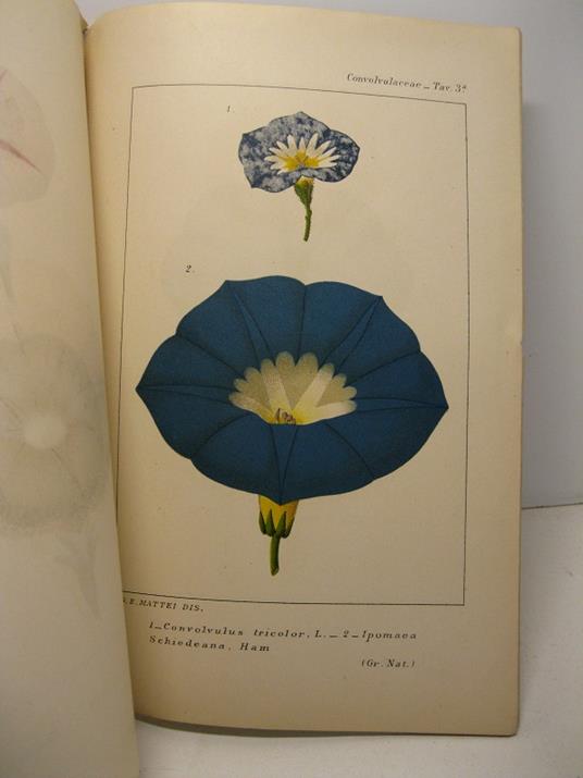 Convolvulacee. Studii - Giovanni Ettore Mattei - copertina
