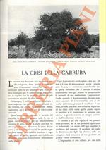 crisi della carruba