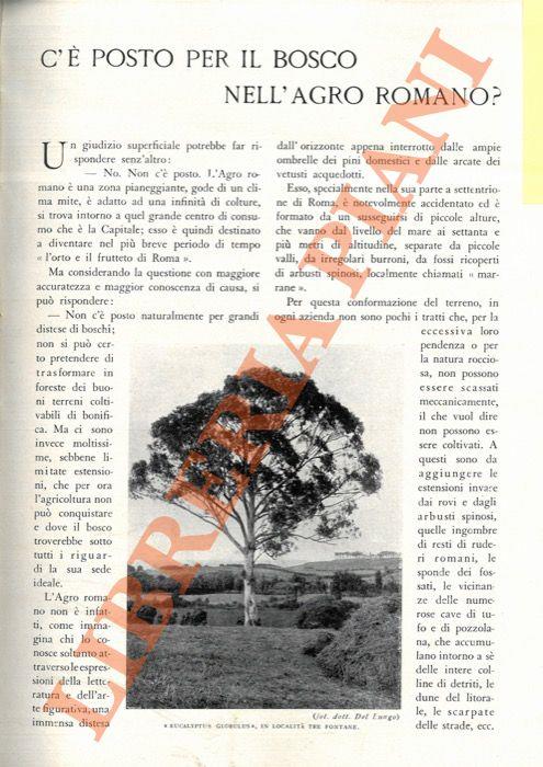 C'è posto per il bosco nell'Agro Romano? - A. Del Lungo - copertina