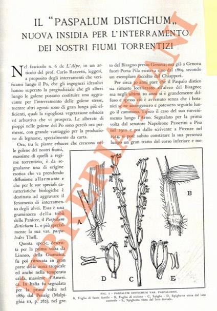 “Paspalum distichum”. Nuova insidia per l'interramento dei nostri fiumi torrentizi - Adriano Fiori - copertina