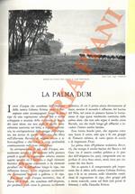 palma dum
