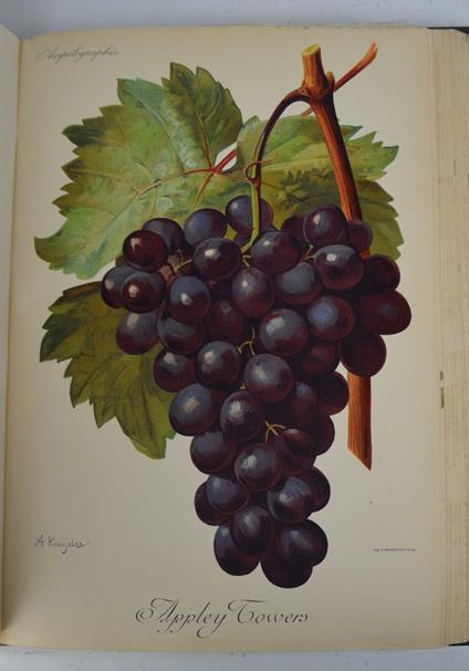 Ampélographie - copertina