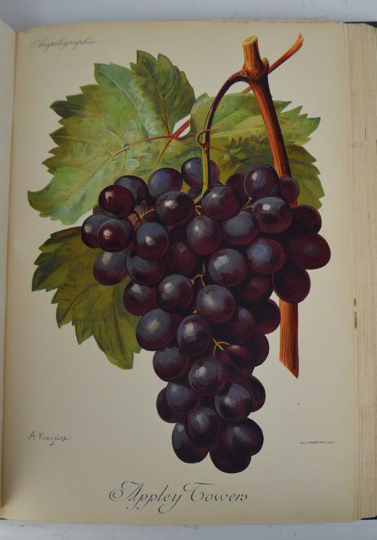 Ampélographie - copertina