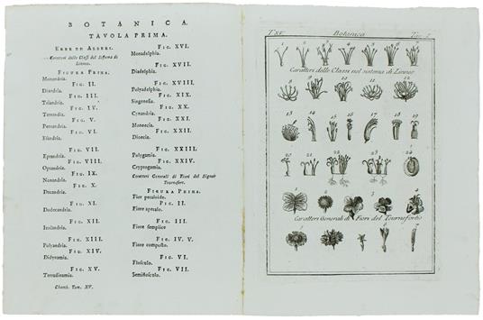 Botanica: 9 Tavole Tratte Dal Tomo Xv Del Dizionario Universale Delle Arti E Scienze Di Efraimo Chambers - Presso Felice Repetto, In Canneto, - 1774 - copertina