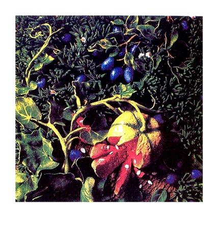 Prugne con zucca 1997 - copertina