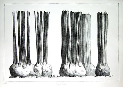 Taluma trillosa - copertina