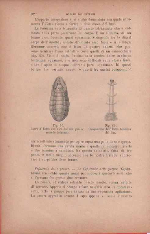 Larva d'Estro che esce dal suo guscio Ovopositore dell'Estro femmina del bue - copertina